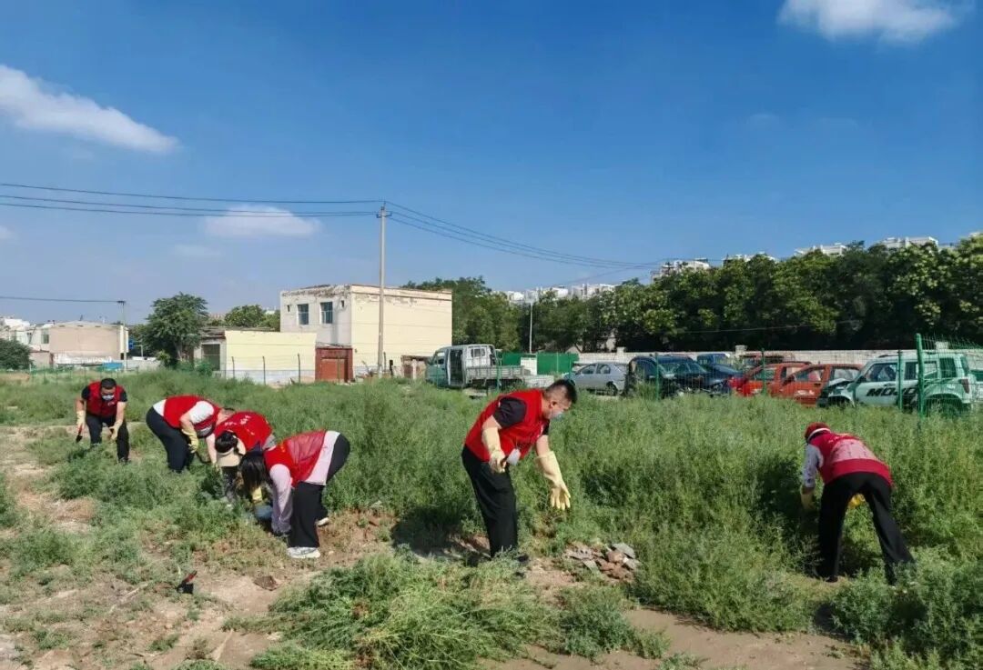 走一线 改文风｜海南区扎实推进蒿属植物清理整治专项工作
